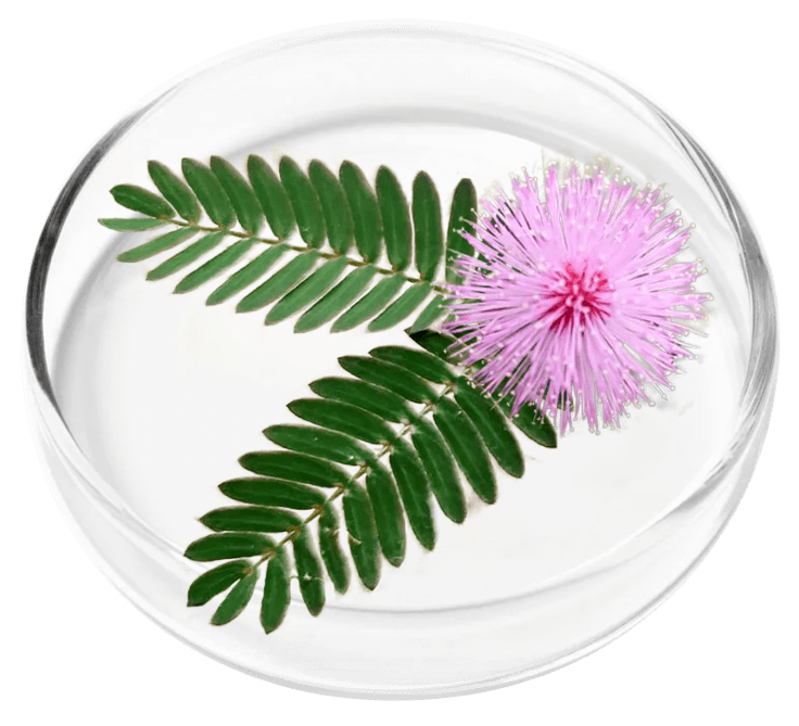 Mimosa Pudica 