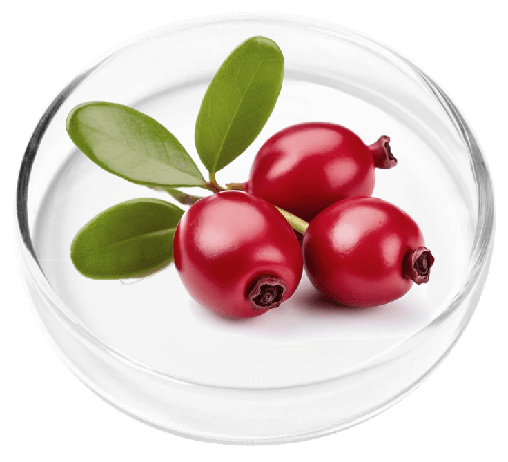 Bearberry (Uva Ursi) 