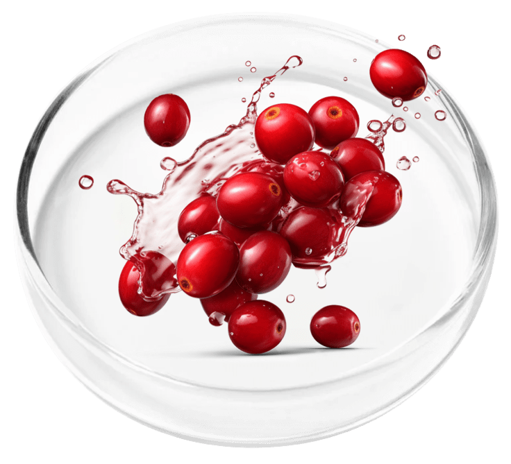 Cranberry Extract 